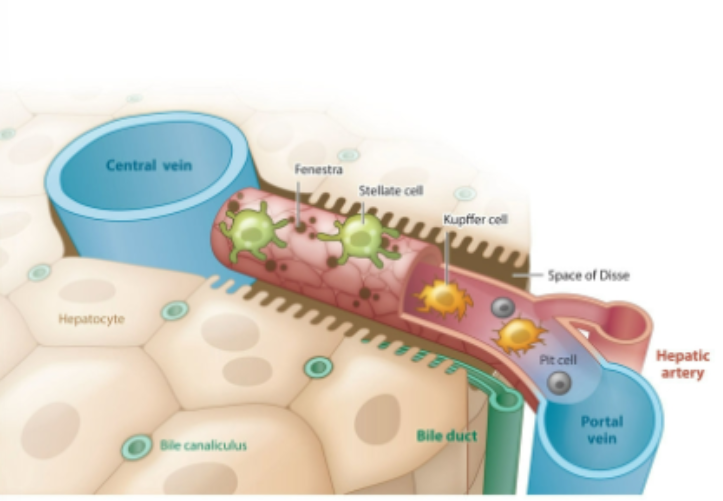 <p>What is the pathway of the blood through the liver </p>