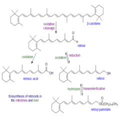 <p>retinal (vitamin A aldehyde)</p>