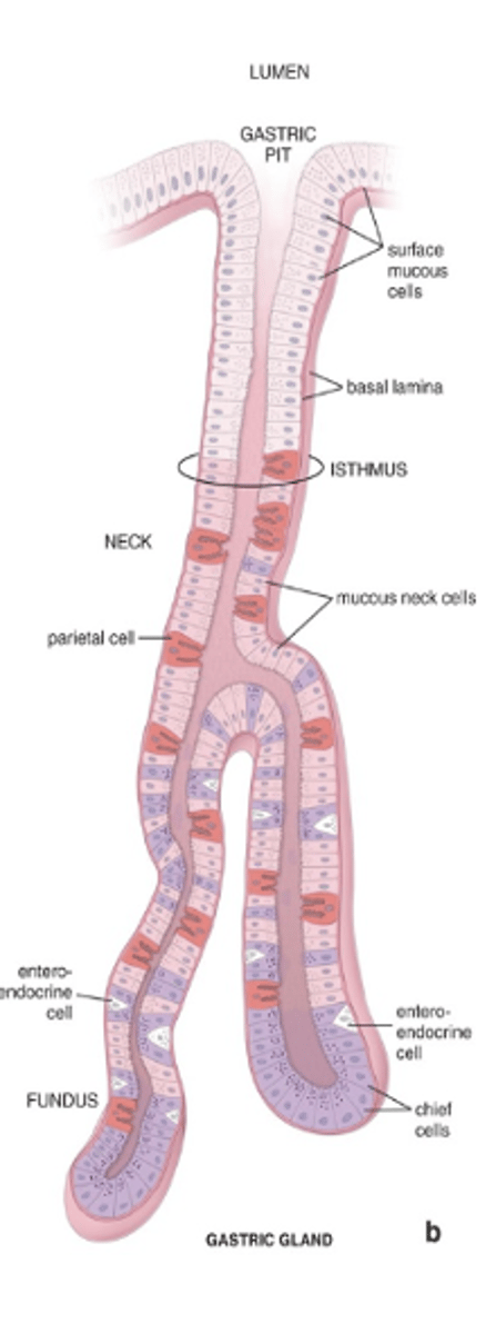 <p>Where is the stem cell located in the gastric pit–gland junction?</p>