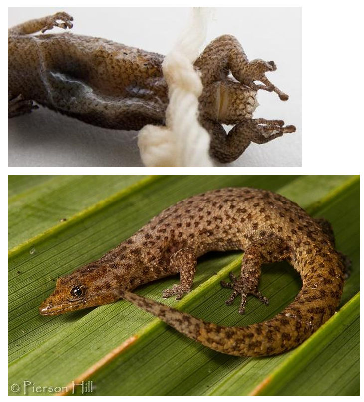 <p>Order: Squamata</p><p>Suborder: Lacertilia</p>