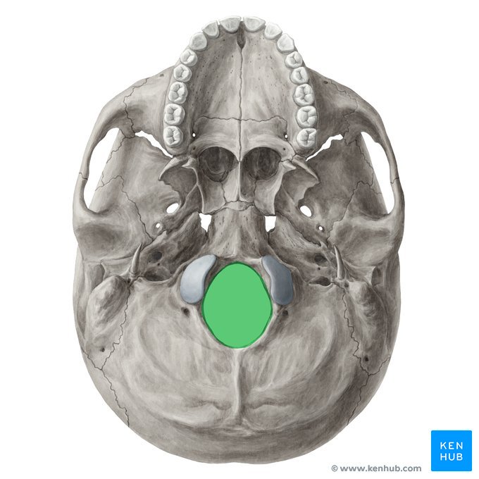 <p>Rounded opening through a bone</p>