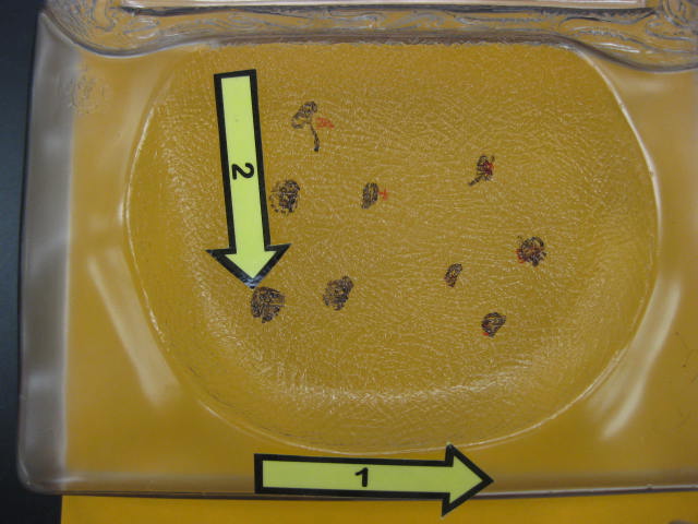 <p>Identify 1 and 2? </p><p>Lab Image 10-5</p>