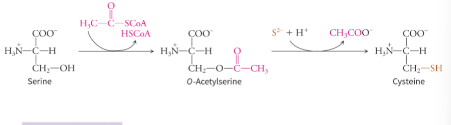 <p>cysteine contains a sulfur group, so does a two step enzymatic pathways containing sulfur incorporation </p>
