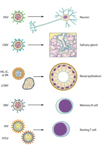 <p>- persistent infections are those in which the virus, its genome, or parts of its genome persists in its hosts for the long term - months, years or the duration of an infected person's lifetime</p><p>TWO MAIN TYPES OF PERSISTENT INFECTION:</p><p>1. Chronic Infections: lytic replication in a multicellular organism occurring at low levels and ongoing for longer than the duration of the cell division cycle of most host cells - the immune system takes a long time to eliminate the virus from the body</p><p>2. Latent infections: virus exists the lytic cycle and persists in host cells, usually in the form of a few nucleic acids and proteins, without causing production of new virions. Viral genomes persist even when viral proteins are not detectable. Exit from latency and entry back into the lytic cycle typically occurs when the host cell encounters environmental stress.</p>