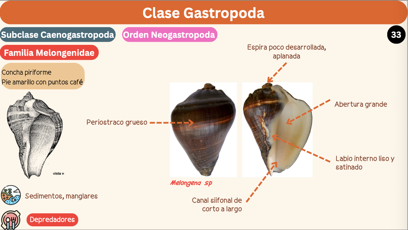 <p><strong>FILO </strong>Mollusca<strong><br>CLASE </strong>Gastropoda<br><strong>SUBCLASE </strong>Caenogastropoda<br><strong>ORDEN </strong>Neogastropoda<br><strong>FAMILIA </strong>Melongenidae<br><strong>GÉNERO </strong><em><u>Melongena sp</u></em><strong><br>CARACTERÍSTICAS </strong><br><strong>RÁDULA </strong>Raquiglosa<strong><br>ALIMENTACIÓN </strong>Depredadores<strong><br>HÁBITAT </strong>Sedimentos y manglares</p>