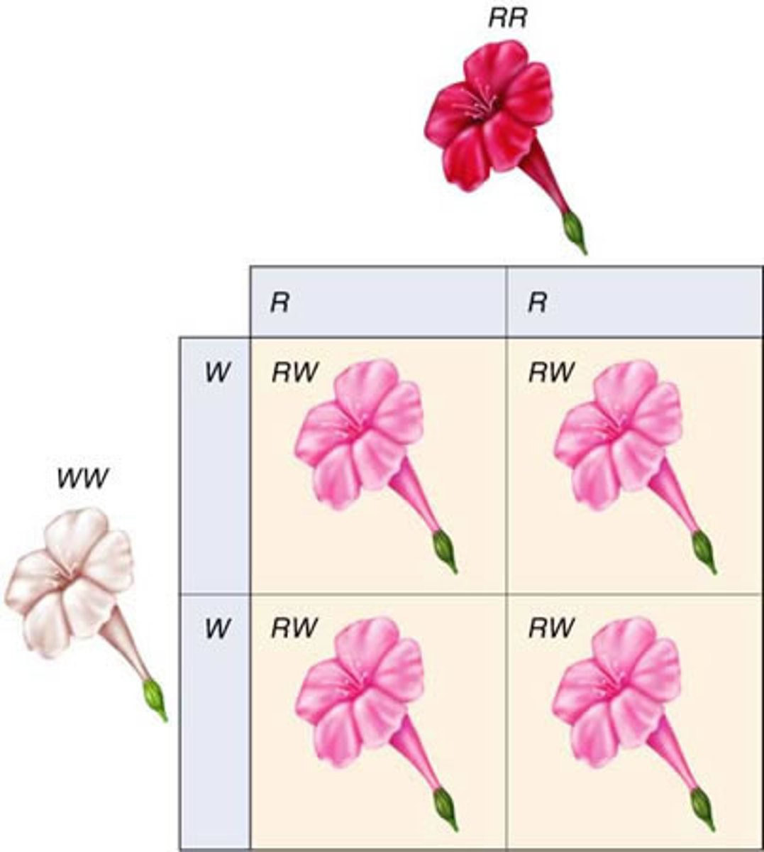<p>một sự kết hợp độc đáo</p>