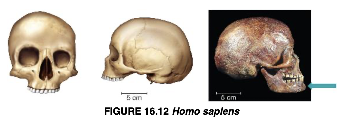 <p>Homo sapiens</p>