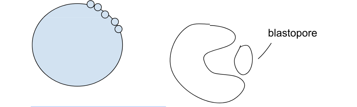 <p><span style="background-color: transparent;">At the 100-cell stage-</span></p>