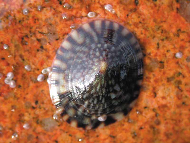 <p>Tortoiseshell Limpet </p>
