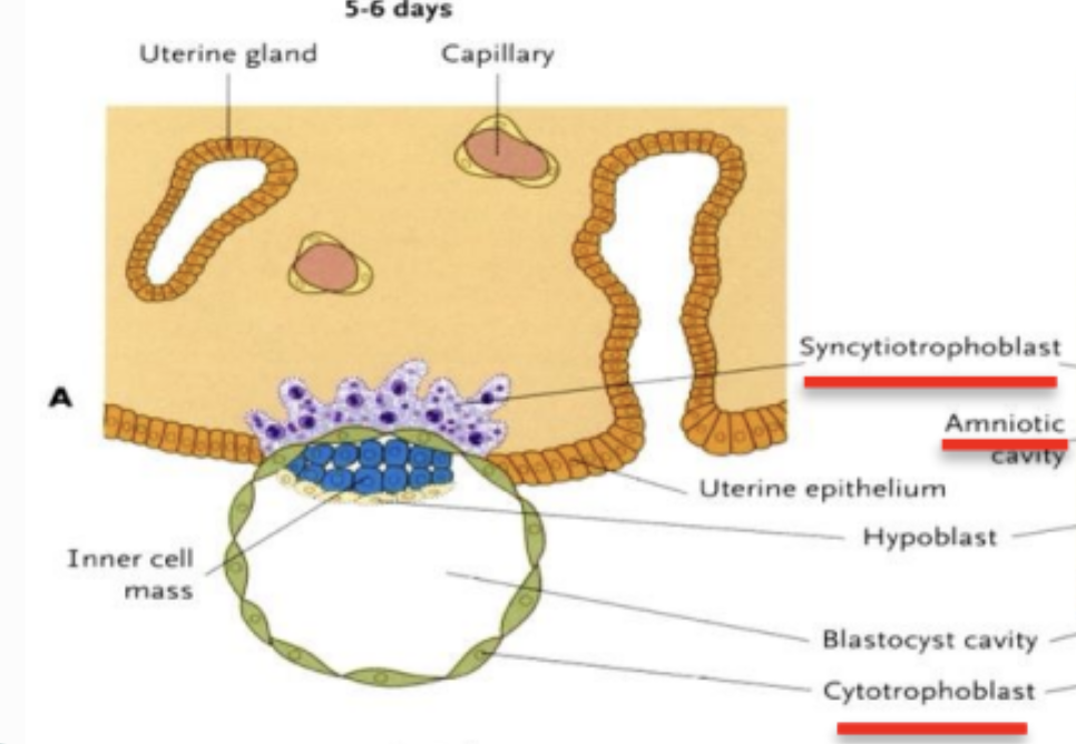 <ul><li><p>trofoblastceller som ligger vid utkanten utvecklar fästpunkter som kallas syncytotrofoblast cellager. </p></li><li><p>Syncytotrofoblast cellagret växer för att omfamna hela embryot. </p></li></ul><p></p>