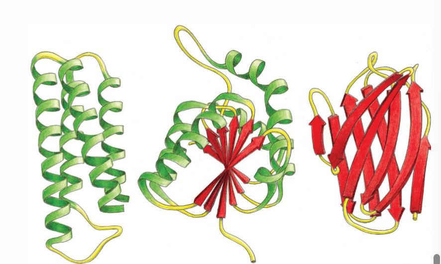 <p>How can tertiary structures vary and what is the reasoning behind this?</p>