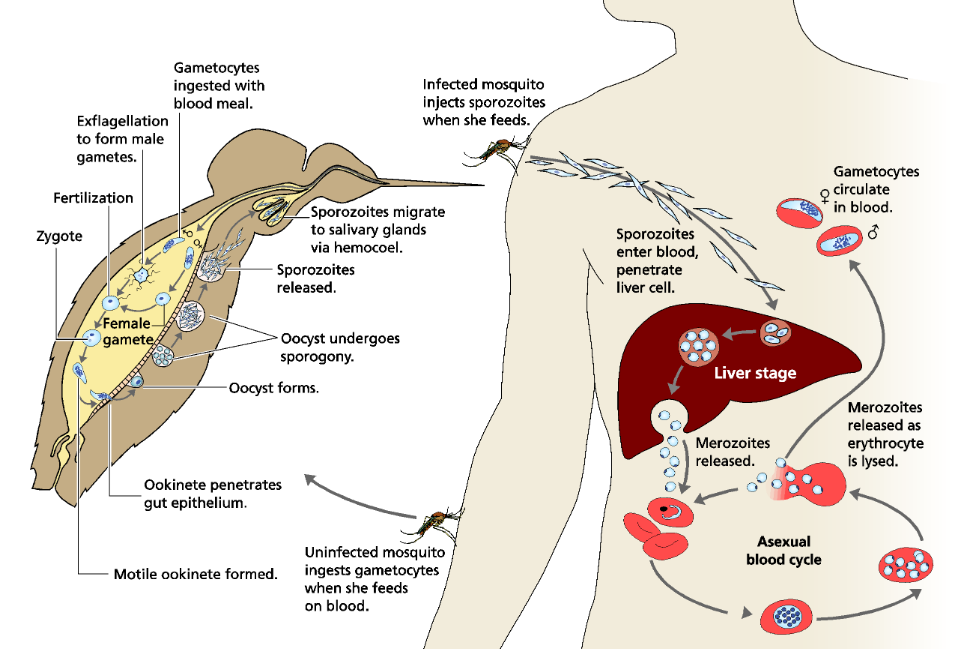 <p>Apicomplexans with direct life cycle. Vivax is the dominant parasite in subsaharan Africa, with a dormant liver stage causing reactivation of hypnozoites and relapse of Malaria. Falciparum is the most virulent and dominates outside SSA, the RBCs infected and sequester trophozoites through segmenting schizont. </p>