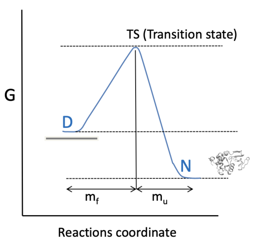 <p>TS is compact and looks like the native state!</p>
