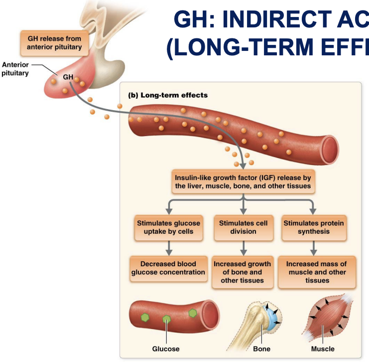 <ul><li><p>Promotes growth indirectly</p><ul><li><p>stimulates liver’s production of somatomedins</p></li></ul></li><li><p>Primary somatomedin is <strong>insulin</strong>-<strong>like</strong> <strong>growth</strong> factor (IGF-1) which </p><ul><li><p>Acts directly on bone and soft tissues to bring about most growth promoting actions</p></li><li><p>Stimulates protein synthesis, cell division, and lengthening and thickening of bones</p></li><li><p>Stimulates uptake of sulphur into cartilage matrix</p></li></ul></li></ul><p></p>