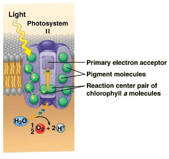 <ul><li><p>Water is split into one oxygen atom (O), two hydrogen ions (H+) and two electrons</p></li><li><p>O joins with another O to form O2 which is released from the cell</p></li><li><p>Electrons are passed to the reaction centre chlorophyll a</p><ul><li><p>Replaces the electrons that was passed from chlorophyll to the primary electron accepter</p></li></ul></li><li><p>H+ stays in the thylakoid space to build up a concentration gradient</p></li></ul><p></p>