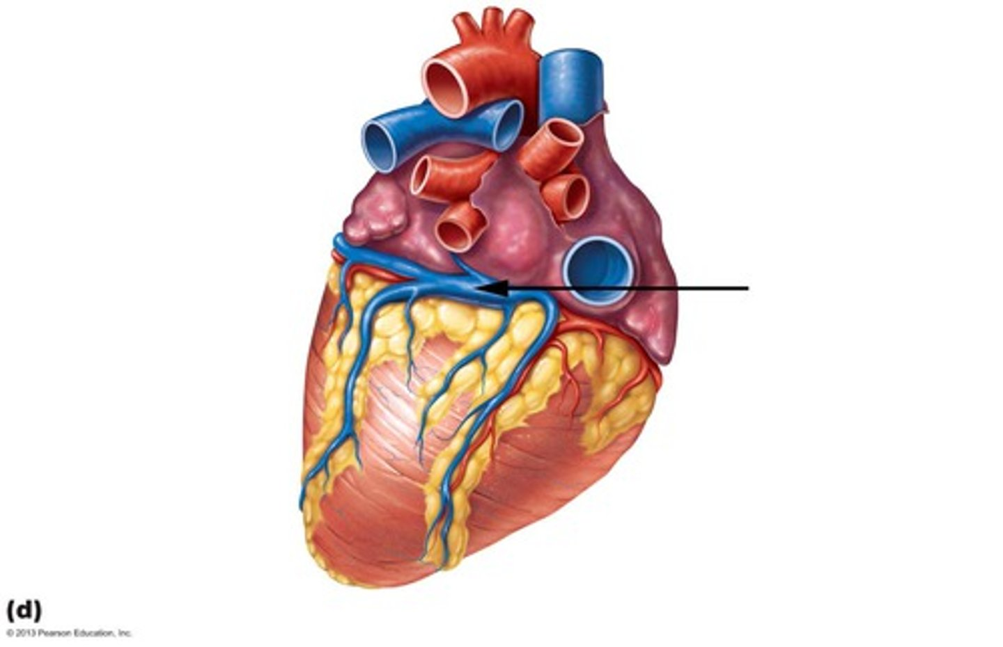 <p>coronary sinus</p>