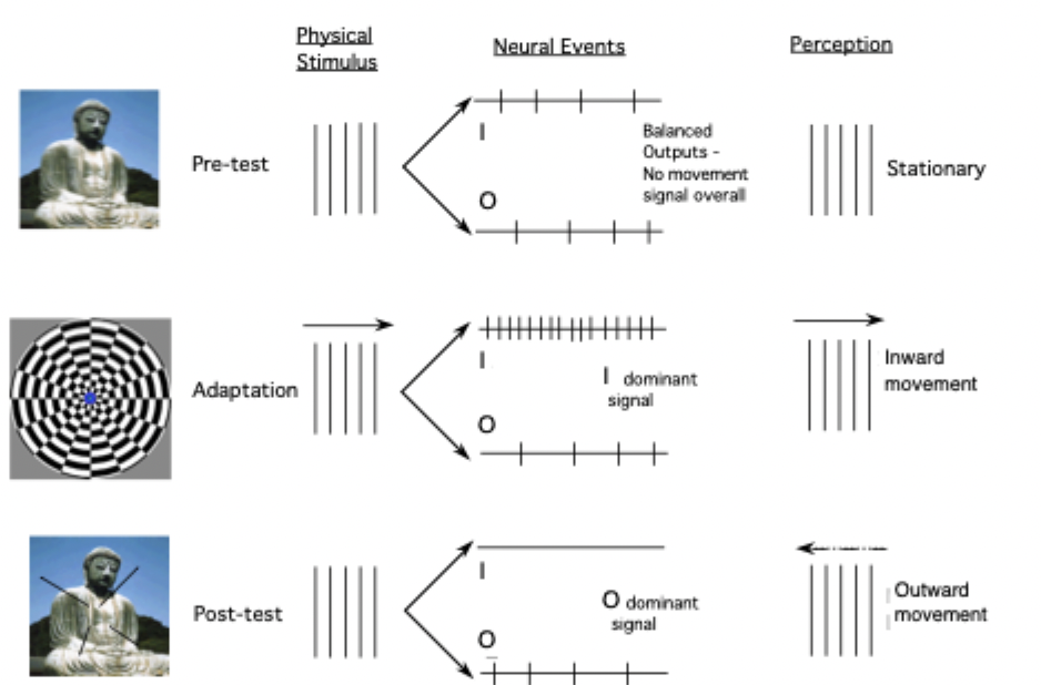 <ul><li><p> <span>Similar to tilt aftereffect</span></p></li><li><p><span>Have different populations of neurons- some neurons prefer inward, some prefer outward.</span></p></li></ul><p></p><p><strong>Pre-test</strong></p><ul><li><p>When looking at something not moving/static, they are both firing a little but but not a lot, firing at their spontaneous firing rate. They are in balance, perception stationary, nothing moving</p></li></ul><p></p><p><strong>Adaptation</strong></p><ul><li><p>When looking at movement, physical stimulus moving inward, inward cells are happy and have a high firing rate for inward motion</p></li><li><p>Outward motion cells at their spontaneous rate</p></li><li><p>Now tipped in favour of inward preferring neurons, perception of inward movement</p></li><li><p>While adapting seeing inward. Overtime, when adapt firing rates will decrease. Fatigue analogy. </p></li></ul><p></p><p><strong>Post-test</strong></p><ul><li><p>After adapted for prolonged period, looking at static image, inward preferring cells have adapted out and stop responding. </p></li><li><p>Outward preferring neurons spontaneous level of activity. </p></li><li><p>Outward at spontaneous level, inward stop responding. Balance of system is tipped, in favour of outward motion</p></li><li><p>Therefore perceive outward orientation </p></li></ul><p></p>