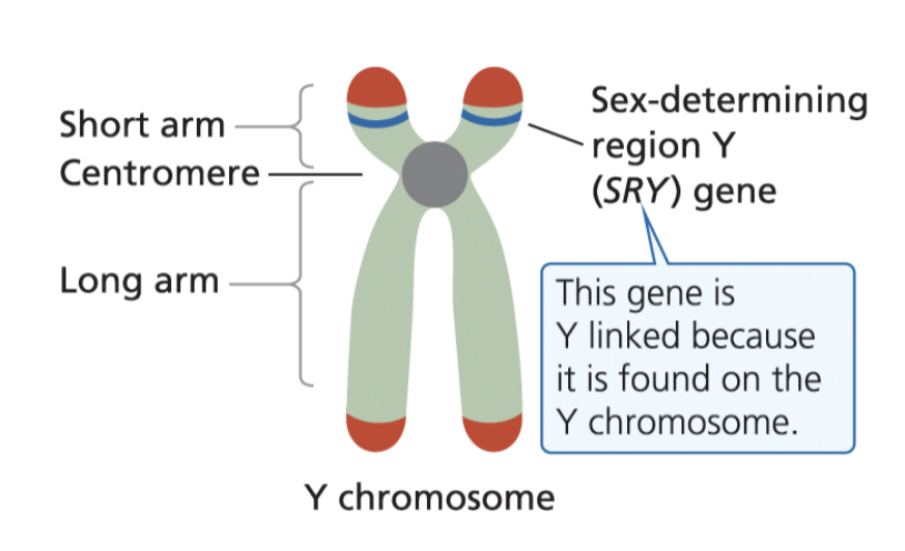 <p>is responsible for developmental of biological males in most mammals</p>