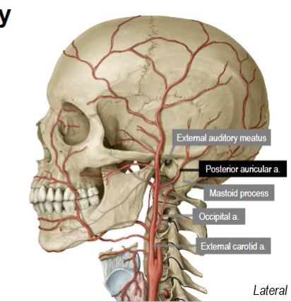 <p>Branches posteriorly off external carotid artery superior to occipital artery</p><p>Small</p><p>Travels between external auditory meatus and mastoid process</p>