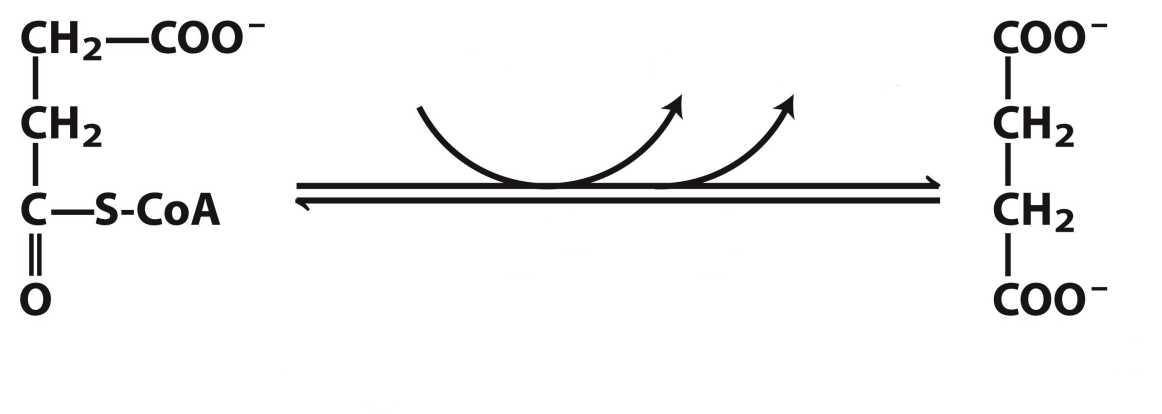 <p>What enzyme catalyzes this reaction? What are the intermediates, if any?</p>