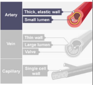 <p></p><p> Carries blood at high pressure</p><p> Thick walled – a thick smooth muscle layer will allow artery to withstand high systemic pressure</p><p> Elastin for elasticity: must have elastic property – ability to recoil</p><p>These abilities start decline with time – as we age compliance of arteries reduces</p><p></p><p>Arterioles are basically smaller arteries</p><p> <span style="color: purple;">High resistance</span></p><p> Less compliant than larger arteries</p><p> Control flow of blood into capillaries</p><p></p><p>Blood flow is controlled by local factors</p><p> Autoregulation</p><p> Sympathetic vasoconstrictio</p>