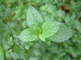 <p><strong>(<em>Mentha aquatica</em>)</strong> – Aromatic mint with rounded flower clusters; wet soils/stream edges. <strong>Autotroph; rhizomatous spreader.</strong><br><strong>Uses:</strong> Edible (tea, flavoring), medicinal (digestive).</p>