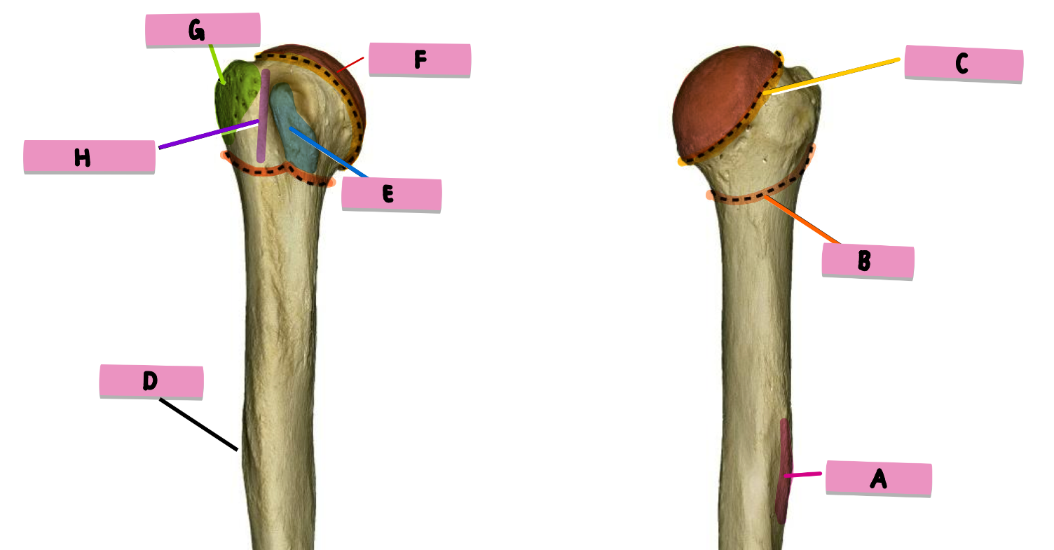 <p><strong>label</strong> the <strong>features </strong>(<strong>ant/post - proximal</strong> humerus)</p>