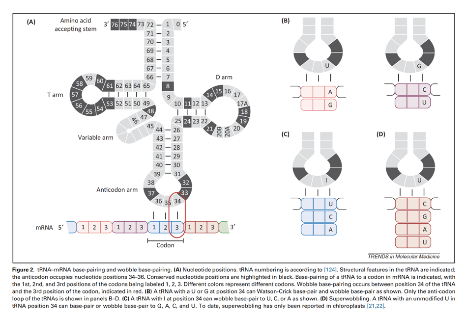 <p>better idea of why it doesn’t matter too much</p><ul><li><p><strong><mark data-color="rgba(0, 0, 0, 0)" style="background-color: rgba(0, 0, 0, 0); color: inherit;">explains how one tRNA anticodon can recognize multiple mRNA codons</mark></strong><span>. While the first two codon bases pair strictly with the anticodon, the third base ("wobble position") pairs flexibly, allowing fewer tRNAs to translate all 61 amino-acid-coding codons, reducing the total tRNA required</span></p></li></ul><p></p>