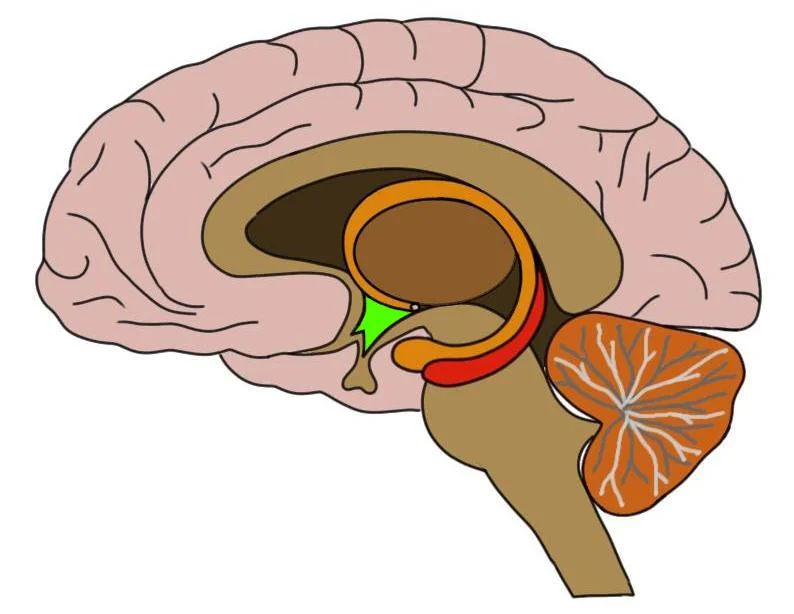 <p>limbic system</p>