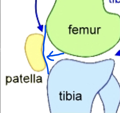 <p>What is this joint?</p>