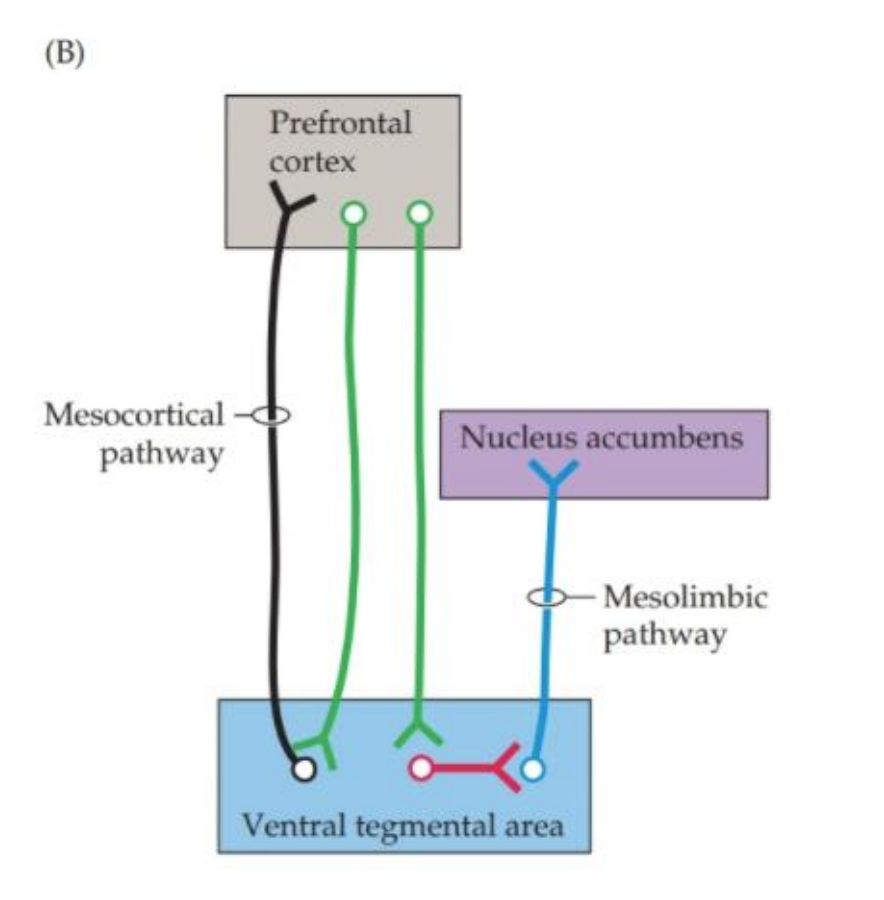 <ul><li><p>PFC differentially regulates both pathways</p></li><li><p>PFC neurons are less active in SZ (hypofrontality)</p></li><li><p>Downstream effects:</p><ul><li><p>increased mesolimbic (higher DA)</p></li><li><p>decreased mesocortical (lower DA)</p></li></ul></li></ul><div data-type="horizontalRule"><hr></div><ul><li><p></p></li></ul><p></p>