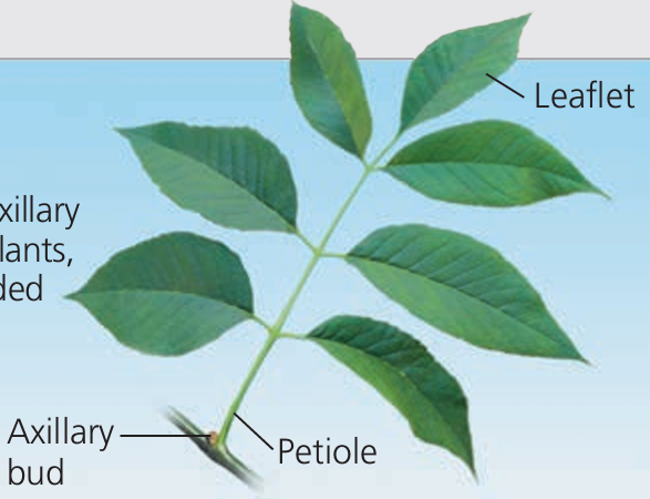 <p>What leaf is this?</p>