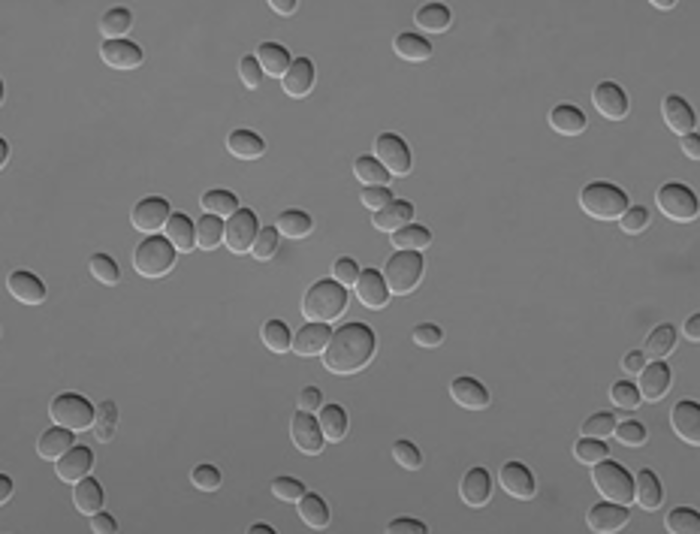 <p>No pseudohyphae</p>