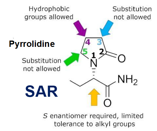 <p>s configuration</p><p>pyrrolidine</p><p>hydrophobic substitution only on C4</p>