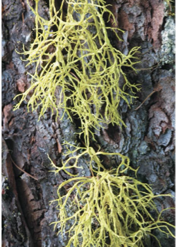 <p>What type of lichen is this?</p>