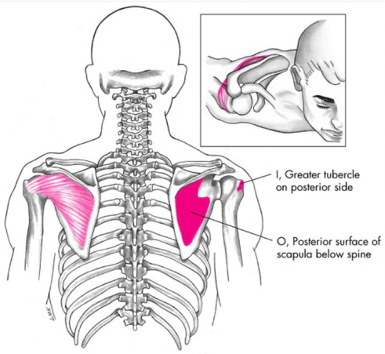 <p>External Rotation </p><p>Extension </p><p>Stabilization of humeral head in the glenoid fossa </p><p>O - Medial aspect of infraspinatus fossa below scapular spine </p><p>I - Greater tubercle of humerus </p>