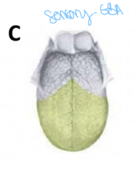 <p>pain - mandibular division of trigeminal nerve (CN V3)</p><p>taste - facial nerve (CN VII)</p>