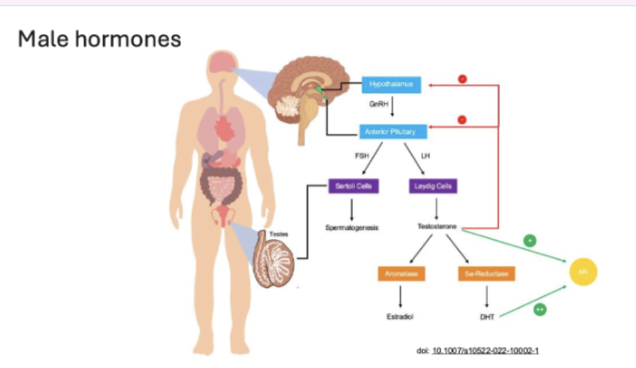 <ul><li><p>Controlled by <strong>hypothalamus → pituitary → testes (HPG axis)</strong></p></li><li><p>GnRH → FSH &amp; LH</p></li><li><p>LH → Leydig cells → testosterone</p></li><li><p>FSH → Sertoli cells → spermatogenesis</p></li></ul><p></p><p></p><ul><li><p>Mainly produced in testes under hypothalamic control</p></li></ul><p></p>