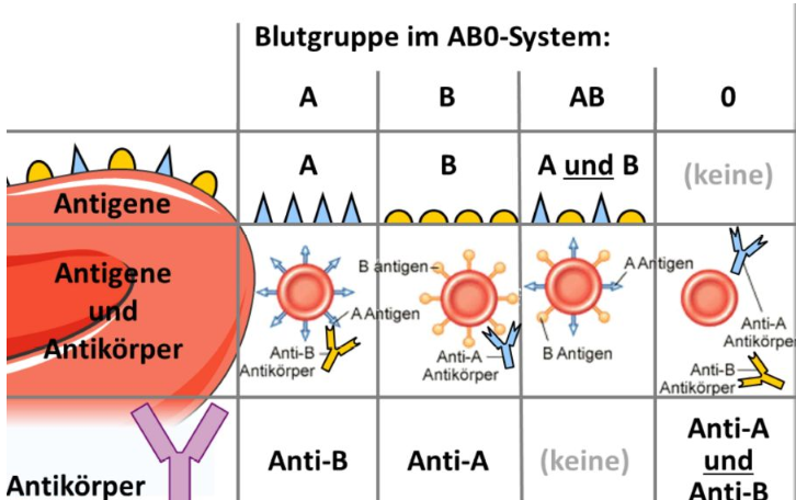 <ul><li><p>Die Blutgruppe im AB0-System des Menschen wird nach der Art seiner Antigene auf den Zellmembranen bezeichnet</p></li><li><p>Achtung: diese Antigene finden sich auch auf den anderen Körperzellen, nicht nur auf den Erythrozyten</p></li><li><p>Die entsprechenden Antikörper im Plasma ergänzen die Antigene derart, dass sie gerade nicht auf die vorhandenen Antigenen passen</p></li><li><p>Im AB0-System finden sich im erwachsenen Organismus die entsprechenden Antikörper (Tabelle)</p></li><li><p>Diese entstehen nachgeburtlich (3. bis 6. Monat) durch die sog. „Sensibilisierung“, wenn das Neugeborene (und insbesondere dessen Darm) mit verschiedenen Bakterien aus der Umwelt in Kontakt kommt</p></li><li><p>Die Oberflächen dieser Bakterien ähneln den eigenen Antigenen des Kindes (ob das nun ein Zufall ist oder im Laufe der Evolution „ausgenutzt“ wurde, ist noch ungeklärt).</p></li></ul><p></p>