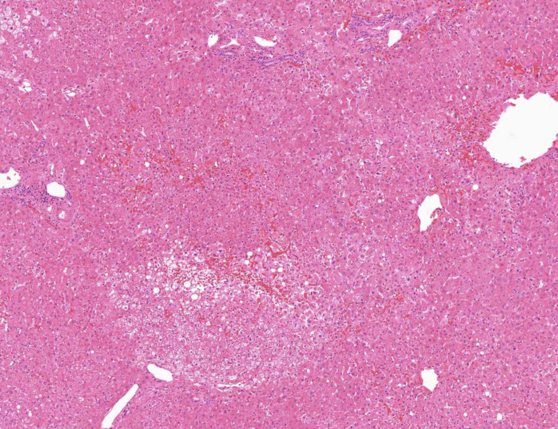 <img src="https://assets.knowt.com/user-attachments/eb1bb1dc-6ff8-4945-a7c8-2b3b94a44066.png" data-width="100%" data-align="center" alt="knowt flashcard image"><p></p>