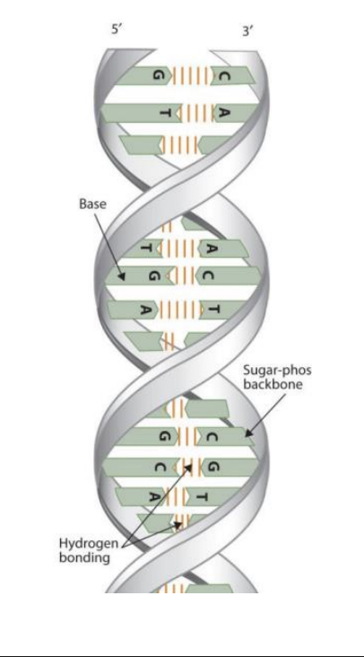 <p>This is when nucleic acids start to pair up with their complementary bases</p><p>They complementary strand will run antiparallel </p><p>Double helix structure starts to form, connceted by hydrogen bonds </p>