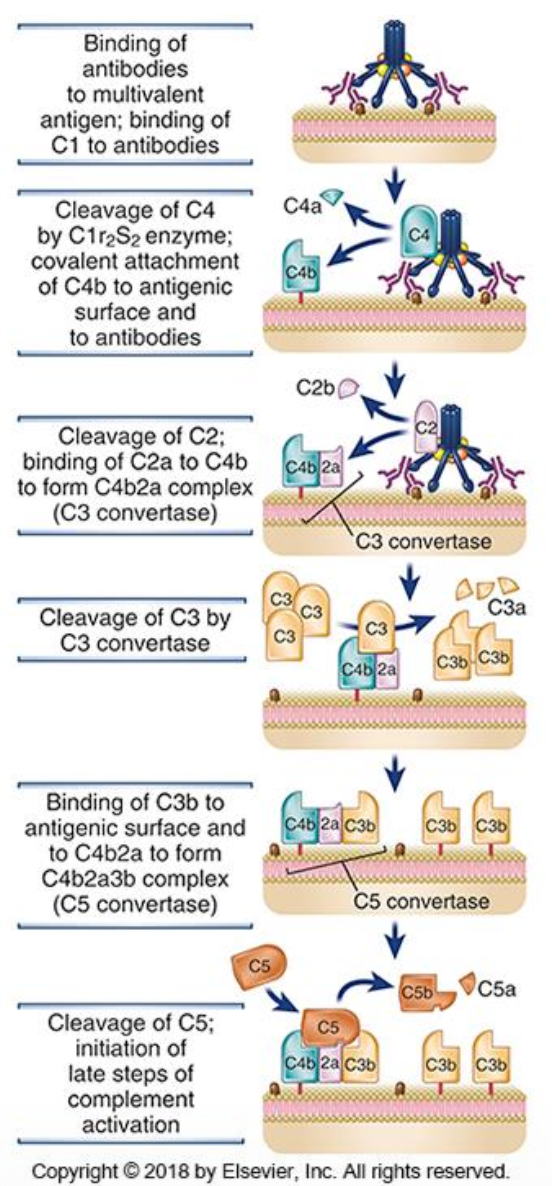 <ul><li><p><span>The classical pathway is initiated by antibodies bound to antigens. It can be activated by either one IgM molecule or two IgG molecules (specifically IgG1 or IgG3). When antibodies bind to antigen, they undergo conformational changes that expose the Fc portion, allowing the C1 complex to bind. IgM is particularly effective because it is a pentamer. The binding of C1 to antibodies triggers the cascade.</span></p></li></ul><p></p><p></p><ul><li><p><span>The C1 complex (made of C1q, C1r, and C1s) binds to antibodies on the microbe surface. C1r then cleaves C1s, which becomes active and cleaves C4 into C4a and C4b. C1s then cleaves C2 into C2a and C2b (note: this is the exception where "a" stays and "b" goes). </span></p></li></ul><p></p><ul><li><p><span>The resulting C4b2a complex is the <strong><u>C3 convertase </u></strong>of the classical pathway. This C3 convertase can then cleave C3 into C3a and C3b, and when C3b binds to it, it forms the C5 convertase (C4b2aC3b) and then cleave C5 and the initiation of late steps of complement activation which leads to three outcomes.</span></p></li></ul><p></p>