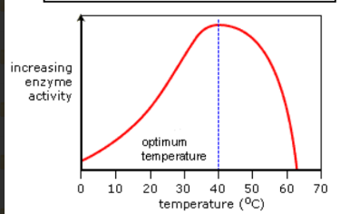 <ol><li><p>enzymes and substrates gain kinetic energy</p></li><li><p>more frequent collisions between enzyme and substrate </p></li><li><p>more enzyme-substrate complexes formed</p></li><li><p>enzyme activity increases up until the optimum temperature</p></li></ol><p></p>