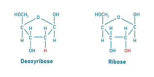 <p>ribose: pentose, monosaccharide</p><p>deoxyribose: hexose, monosaccharide</p>