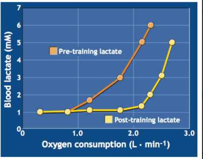<p>Endurance training lowers blood lactate levels and extends exercise before onset of blood lactate accumulation during a graded exercise test by :</p><p>1. Decreasing rate of lactate formation</p><p>2. Increasing rate of lactate clearance</p><p>3. Combined effects of decreasing lactate formation and increasing lactate removal at any given intensity</p><ul><li><p>thresholds shift to the right when you focus training at threshold </p></li></ul><p></p>
