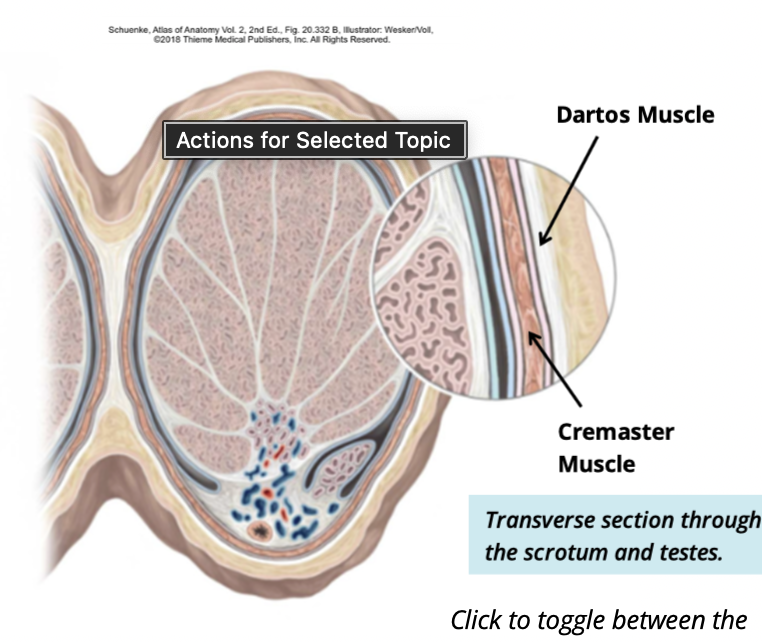 <p>Dartos muscle</p><p>cremaster muscle </p>