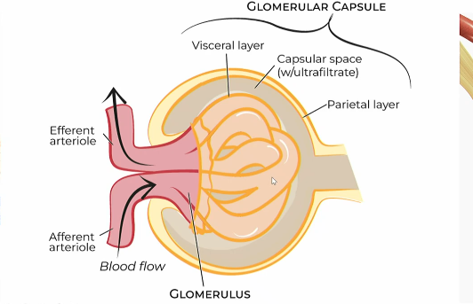 <p>parietal layer </p><p>capsular space with ultrafiltrate</p><p>visceral layer</p>