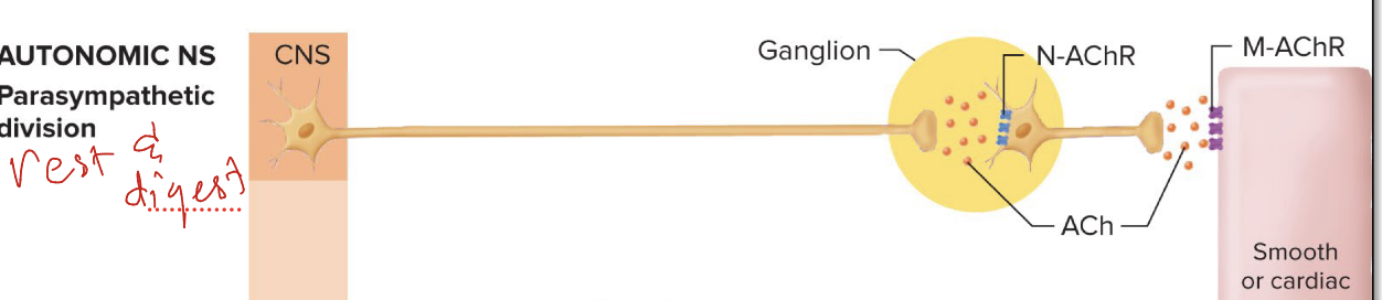 <p>Ach binds to <u>Nicotinic receptors at the ganglion</u>, but a <u>muscarine receptor at the target organ </u></p>