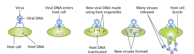 <ol><li><p><strong>Attachment</strong> - viruses attach to the host cell wall or membrane, proteins on the virus match up with reception sites specific to the host</p></li><li><p><strong>Entry</strong> - virus forms a hole and pushes its nucleic acid through, the protein coat stays outside if the host is a bacterium, and enters if the host is an animal cell</p></li><li><p><strong>Synthesis</strong> - host nucleic acid is make inactive, viral nucleic acid uses hosts organelles to produce new viral nucleic acid and proteins</p></li><li><p><strong>Assembly</strong> - new viruses are made inside the host cell</p></li><li><p><strong>Release</strong> - the host cell bursts to release new viruses and the cell is destroyed in the process</p></li></ol><p></p>