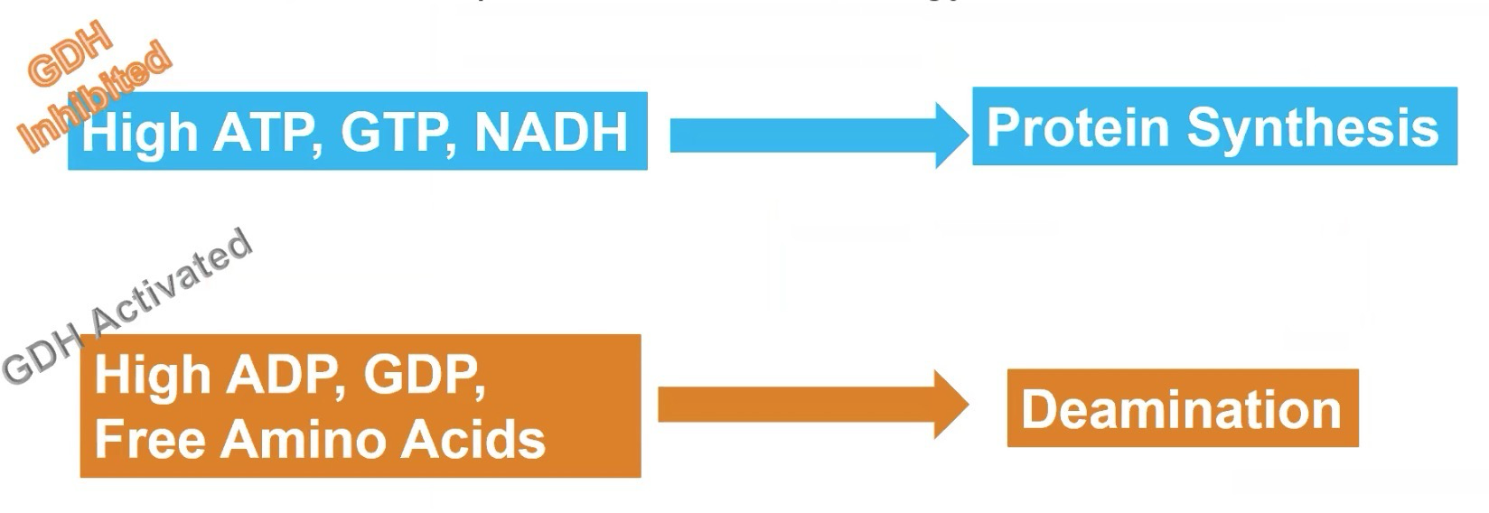 <p>Allosterically regulated</p><p>High energy status (ATP, GTP, NADH) causes inhibition to allow protein synthesis</p><p>Low energy status (ADP, GDP) or in the presence of free AAs causes activation and allows deamination to occur</p>